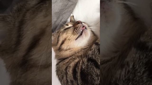 Tongue slurp of the cat 猫が眠ったまま舌をペロペロしている смотреть онлайн