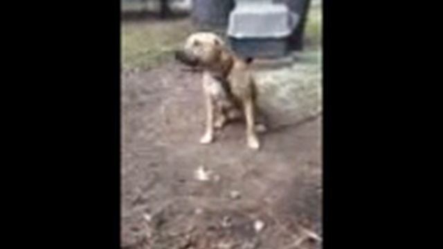 Mayweather @10 months old смотреть онлайн