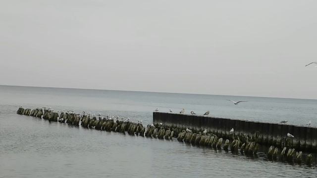 Осенний Светлогорск / Пляж и вокзал / Калининградская область смотреть онлайн