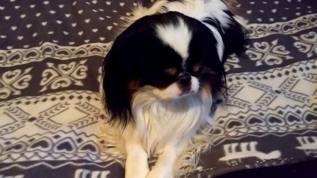 Как у меня появился Вольт! смотреть онлайн