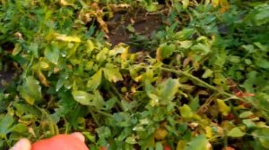 томат Дино ф1 радует своим урожаем