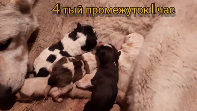 Принимаем роды у собаки. Азиатка, Наблюдаем помогаем. смотреть онлайн