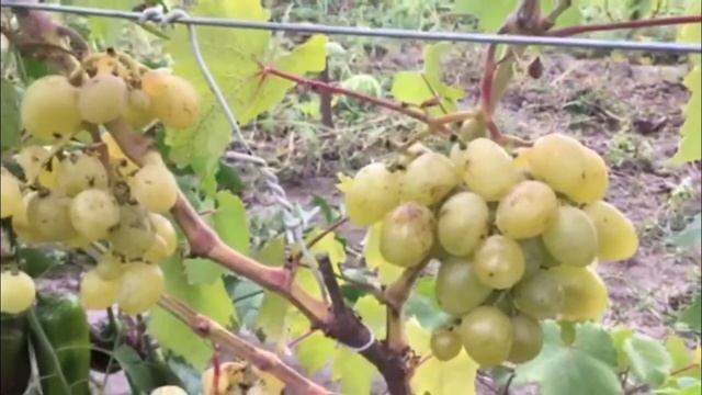 Виноград 