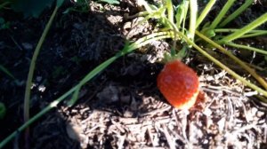 Клубника АДРИЯ и АРОЗА