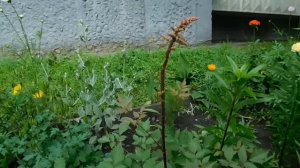 Карбофос и Фуфанон против тли ! Оличный результат !