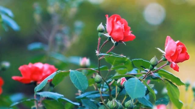 Умиротворение(альбом У Колыбельки )#природавосприятия #релаксация #медитация #отдых смотреть онлайн