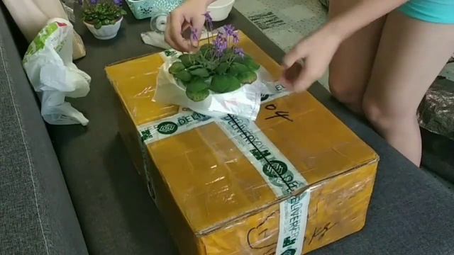 Пакування квітучих петрокосмей, транспортування петрокосмеї