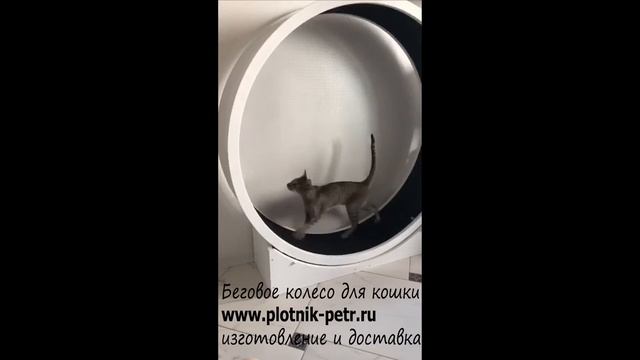 Беговое колесо для кошек смотреть онлайн