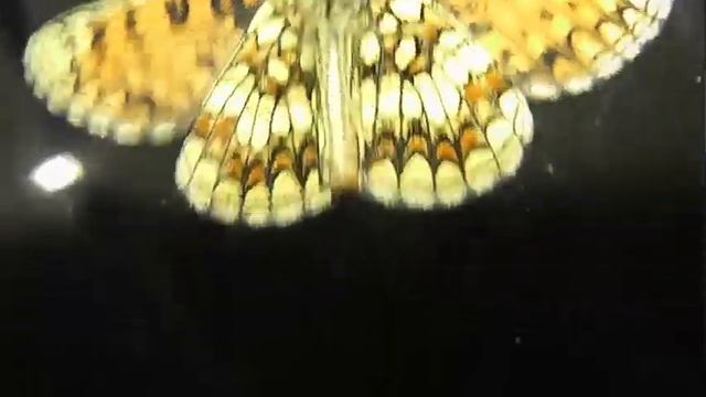 ИНСЕКТАРИЙ: 237. Шашечница Верониковая (Melitaea britomartis) смотреть онлайн