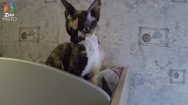 Донской Сфинкс Все о породе Кошки Кошка породы Донской Сфинкс смотреть онлайн