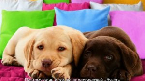 У собаки урчит в животе: что делать и как помочь