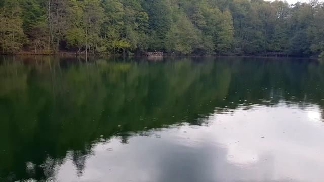 Дождь в лесу, пение птиц. смотреть онлайн