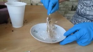 Флоксы. Посадка Флоксов в горшок.