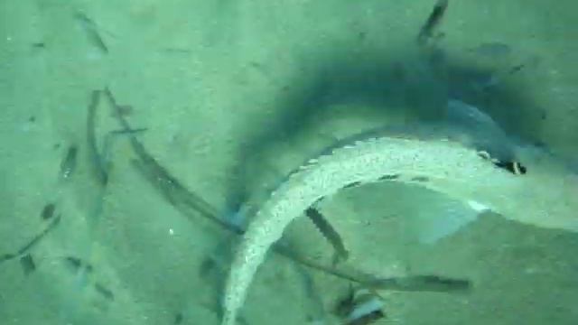 Δρακαινα στην αμμο ( Trachinus Draco ) смотреть онлайн