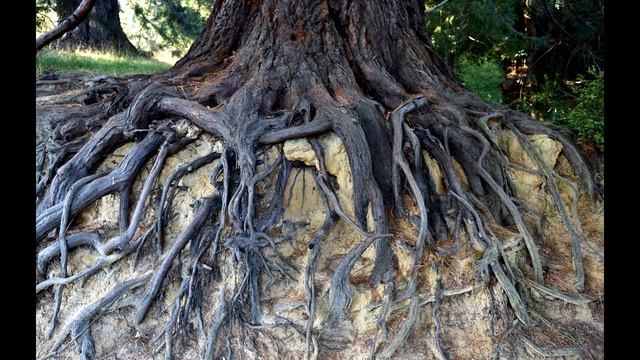 Леший попросил помощи аудиорассказ. часть 2 Кузьмич. смотреть онлайн