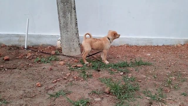 jango play with balloon and ball смотреть онлайн