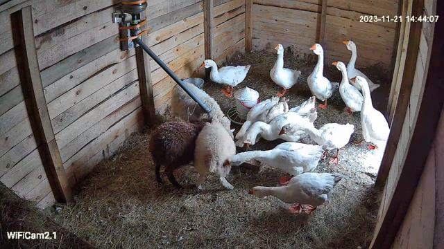 ГУСИ VS ОВЦЫ: кто у кормушки главный? смотреть онлайн