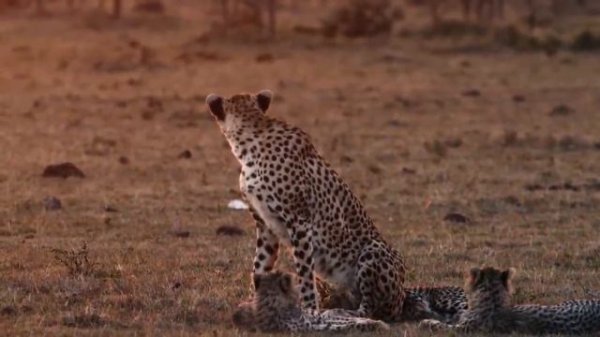 Animal World 4K: African Wildlife and Survival - Scenic Wildlife Film With African Music