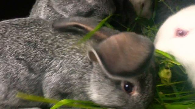 КРОЛИКИ | Rabbit | Белые кролики Кушают | White Rabbit