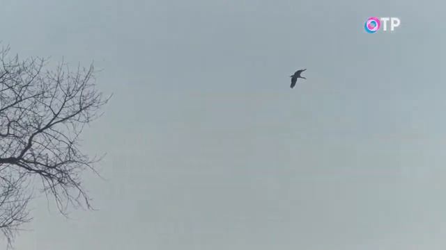 Аист Васька и село Счастье