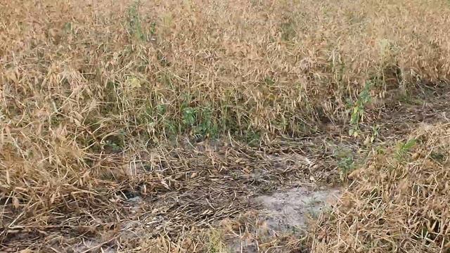 Убераем горох сорт Рокет