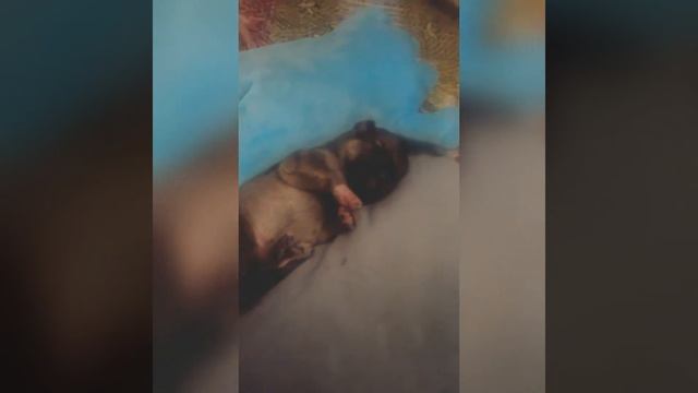 Щенок спит . смотреть онлайн