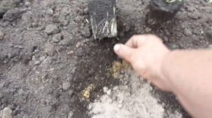 ЧТО ДОБАВИЛА В ЛУНКИ ПРИ ВЫСАДКЕ ПЕРЦА. Ольга Чернова.