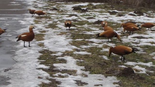 Огари в Главном ботаническом саду в Москве часть-3 смотреть онлайн