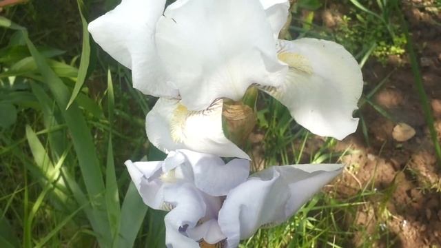 Магия цветов. Ирисы. Моя дача смотреть онлайн