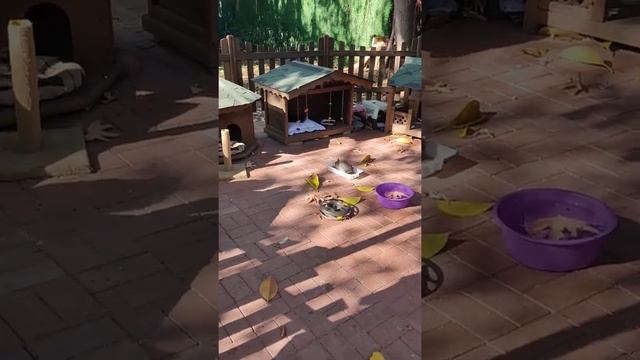 Парк кошек, кошкин дом. Турция, Алания. смотреть онлайн