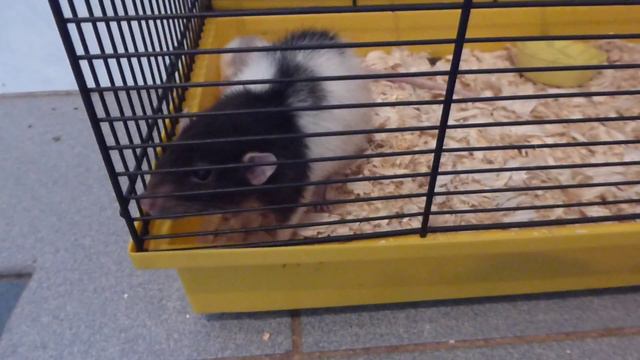 Крыса и малыш в хорошие руки.