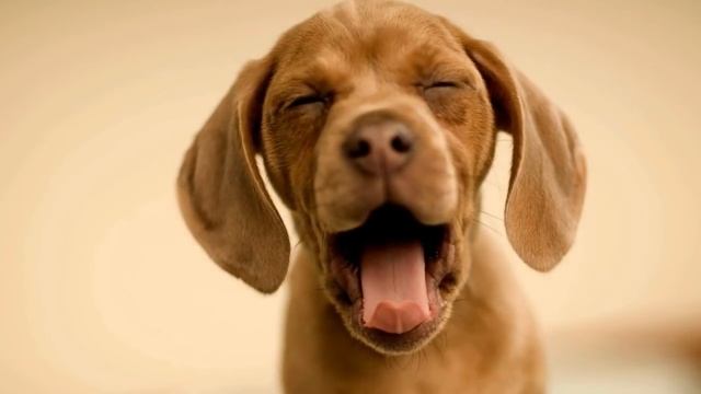 Почему зевать так чертовски заразительно?! Попробуй досмотреть и не зевнуть!!! ))) смотреть онлайн
