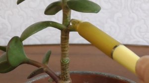 Толстянка Опустила Ветки. Формируем Крону Денежного Дерева. Обрезка и Прищипка Крассулы.