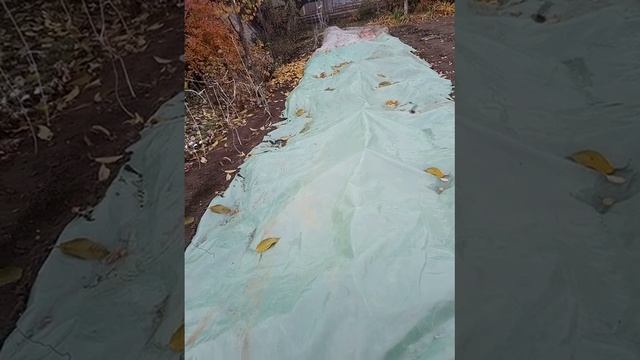 Укрываем хризантемы для хорошей зимовки в открытом грунте. смотреть онлайн