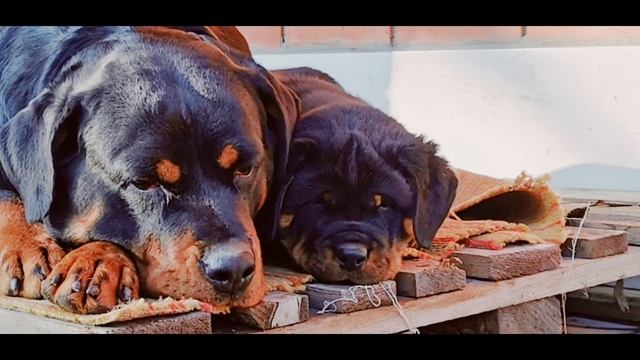 Ротвейлер Роза, заботливая мама. смотреть онлайн