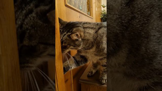 кот злой открывает дверь 🚪 собака наблюдает возмущается, утро кот и собака смотреть онлайн