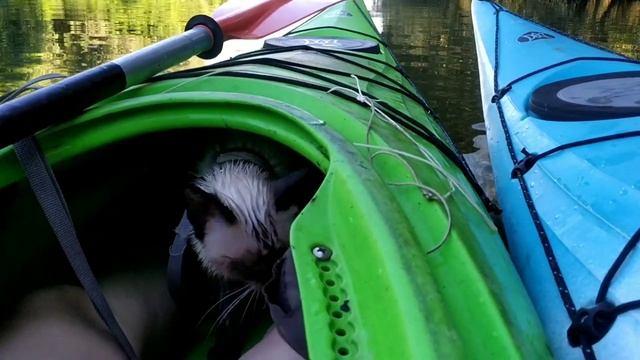 Утренняя прогулка по Дунаю до Репиды и назад (около 5 км) смотреть онлайн