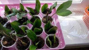 ПОСАДКА ЗАМИОКУЛЬКАСОВ. СОЗДАНИЕ НОВЫХ КУСТИКОВ