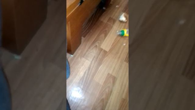 Сегодня будет видео прятки смотреть онлайн