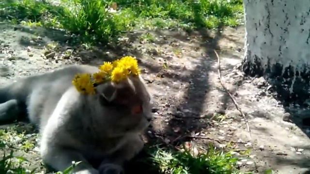 Шотландская вислоухая украиночка смотреть онлайн