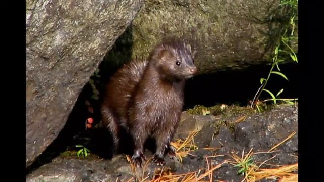 Mink Facts Interesting Facts about Mink Facts about Mink смотреть онлайн