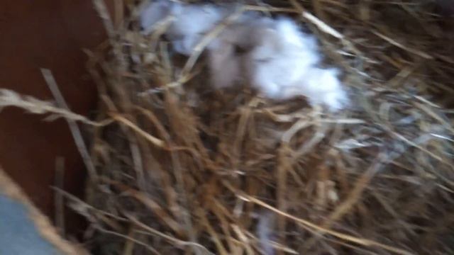 Что делать если крольчиха не нарвала шерсть? смотреть онлайн