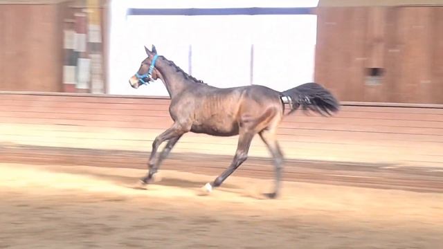 Тракененский жеребец 2021 г.р. Продан⛔️ смотреть онлайн