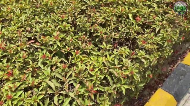 Top 10 hedge plants | hedge plants for garden in India | tips and tricks for perfect hedging смотреть онлайн