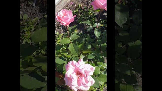 Роза Королева Елизавета! смотреть онлайн