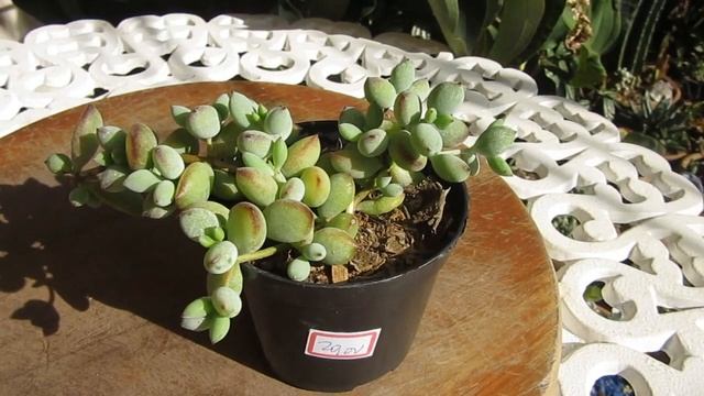 #Suculentadodia! | Cotyledon Pendens смотреть онлайн