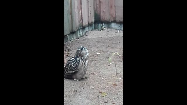 Филины и мыши смотреть онлайн