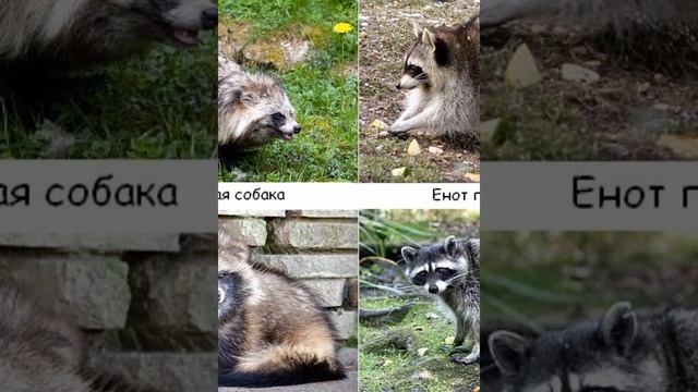 Чем отличается енот от енотовидной собаки? смотреть онлайн