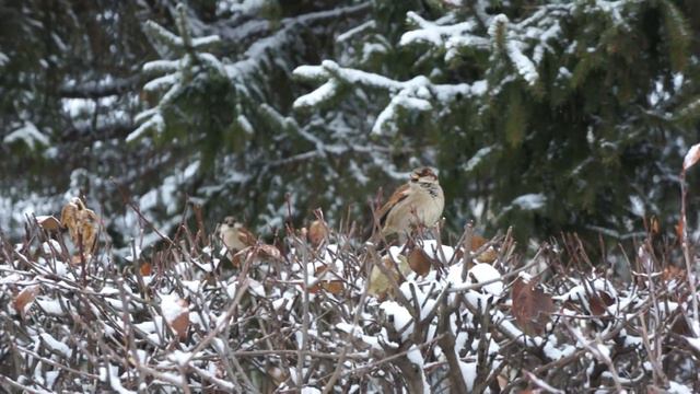 02.12.2015. Начало зимы,воробьи...