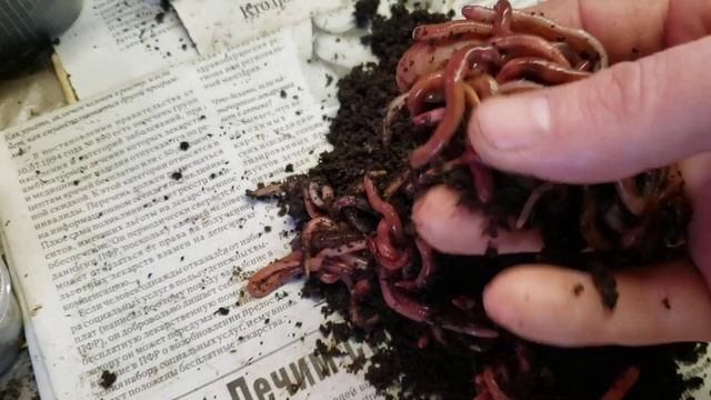 Разведение червей для рыбалки. Начало сезона. смотреть онлайн